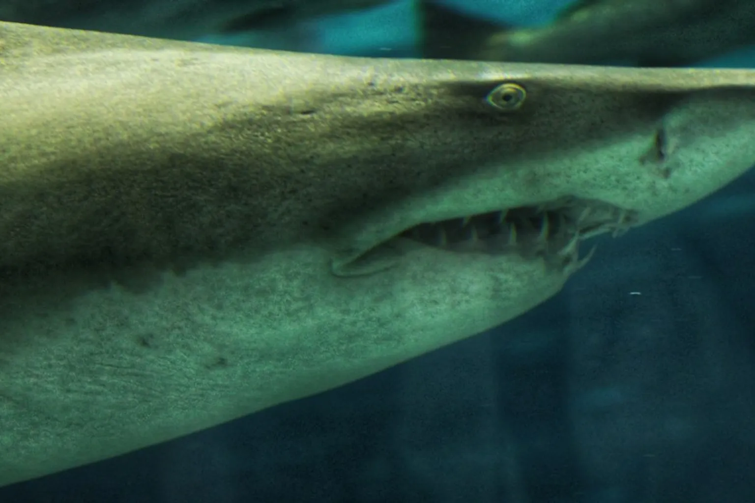 Aquarium de Barcelone tarifs : trois formules pour optimiser votre visite