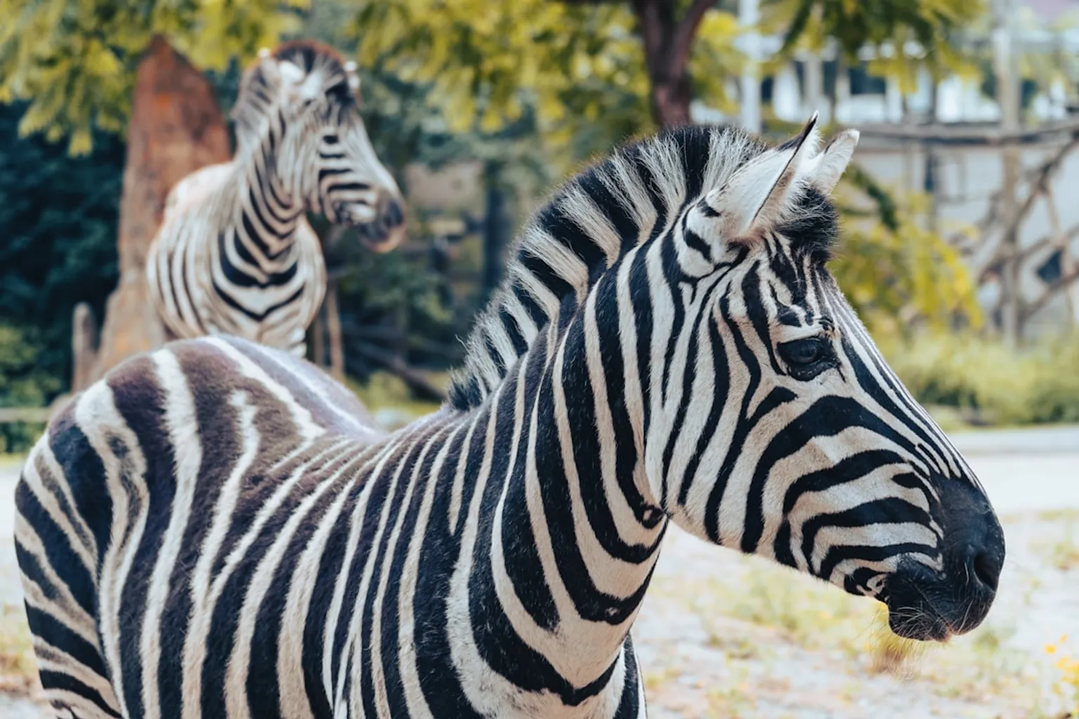 Billet coupe-file Zoo de Rotterdam : est-ce indispensable ?