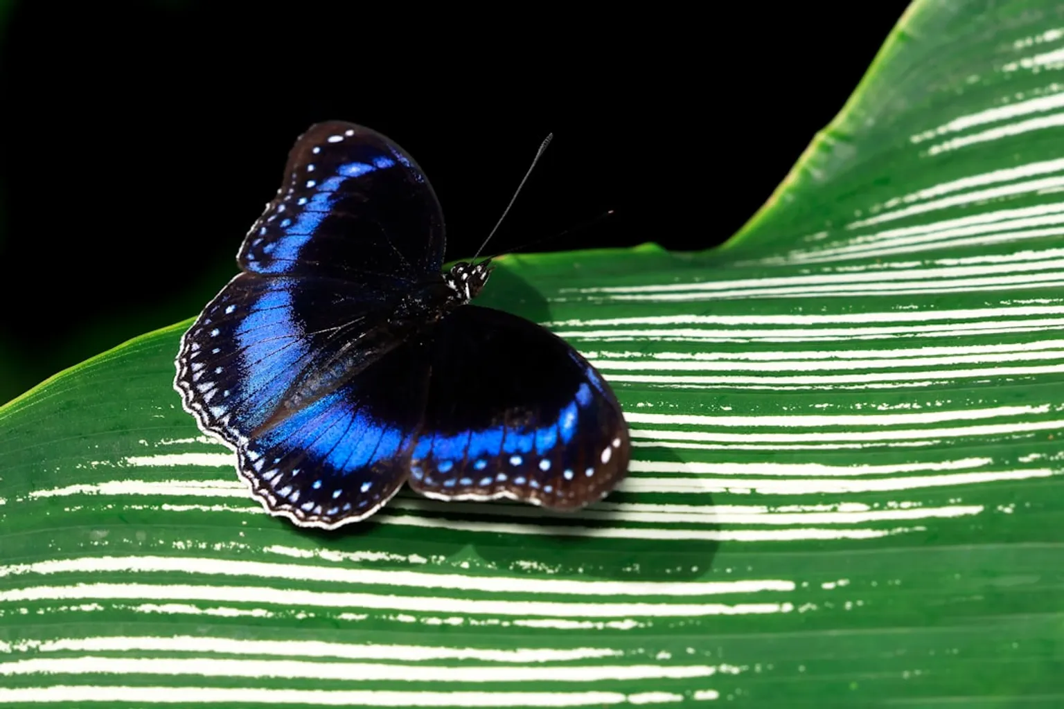Sanctuaire de papillons australiens : test des options de billets
