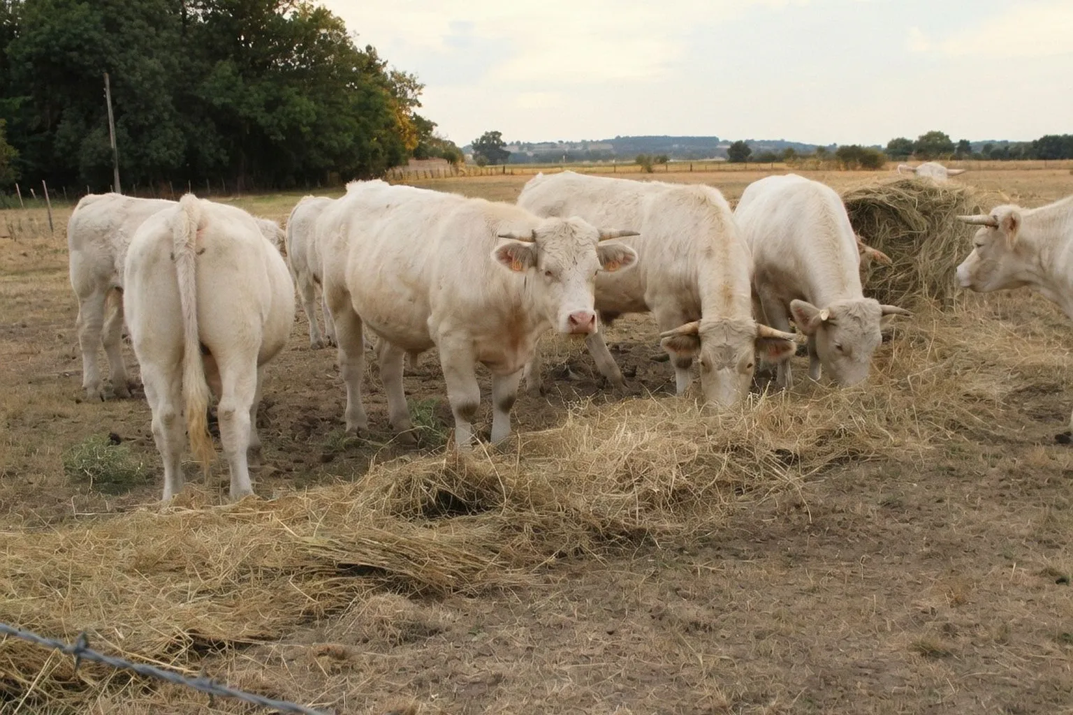 Sécheresse : l'Inao assouplit les règles d'alimentation pour les élevages bio