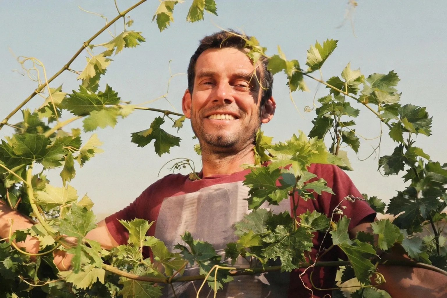 Viticulture biologique : l'essor concret des domaines indépendants
