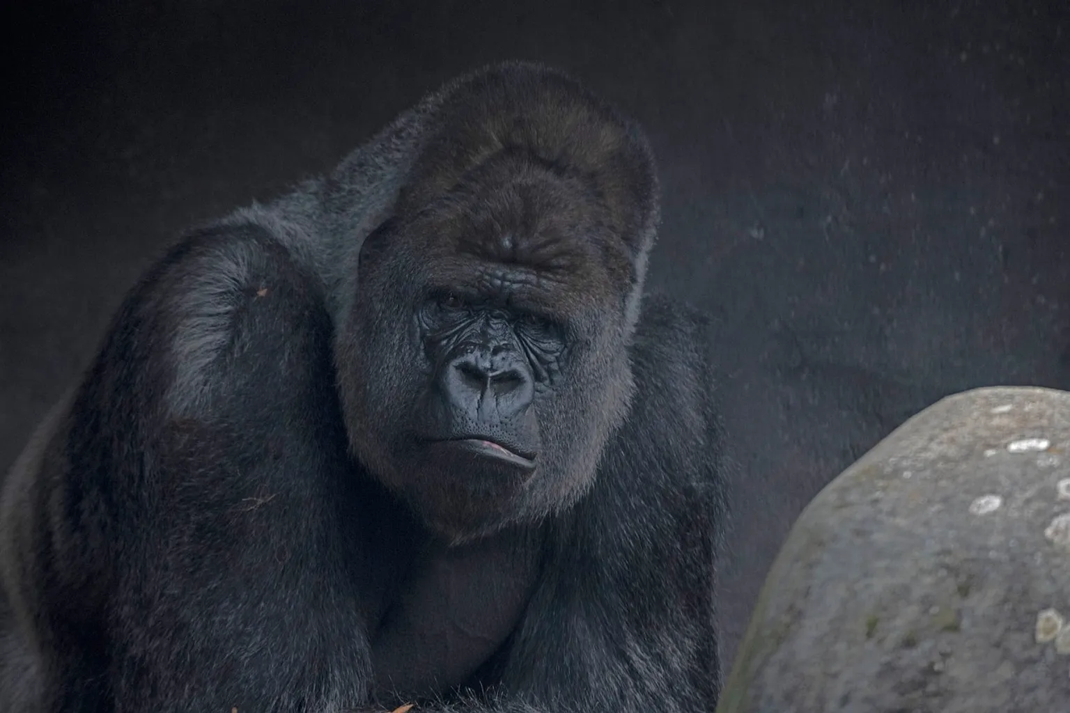 Tarifs du Zoo de Rotterdam : quelle formule choisir ?